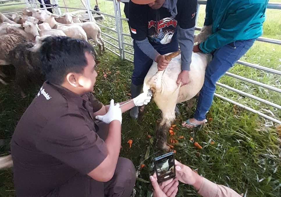 Tim FPP Undip Mensosialisasikan Teknologi Reproduksi untuk Peningkatan Produktivitas Domba Batur di Kabupaten Banjarnegara